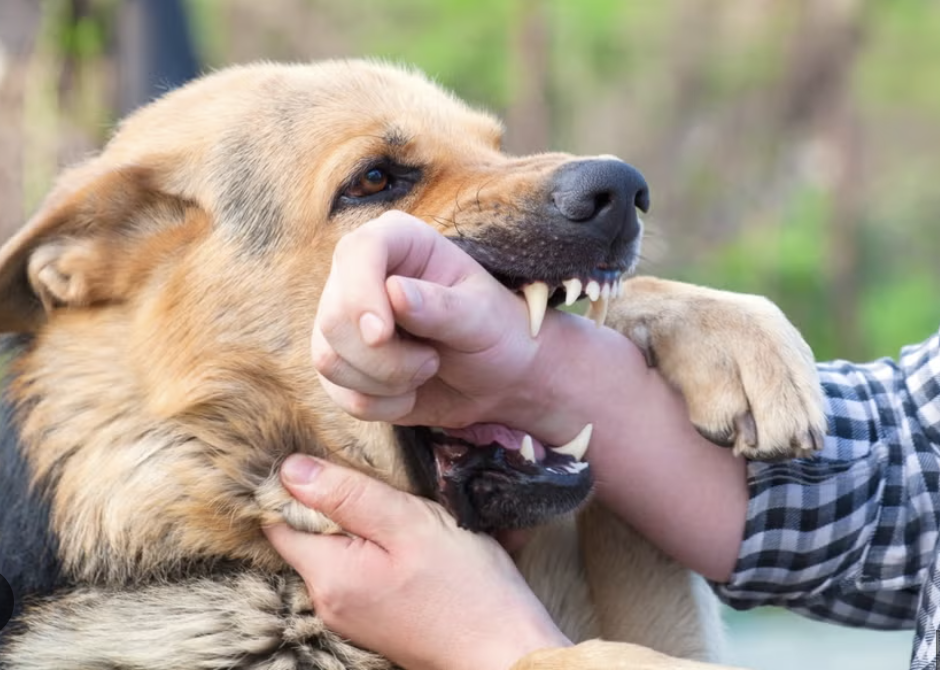 Dog Bite personal injury law Virginia Beach David Cardon Law