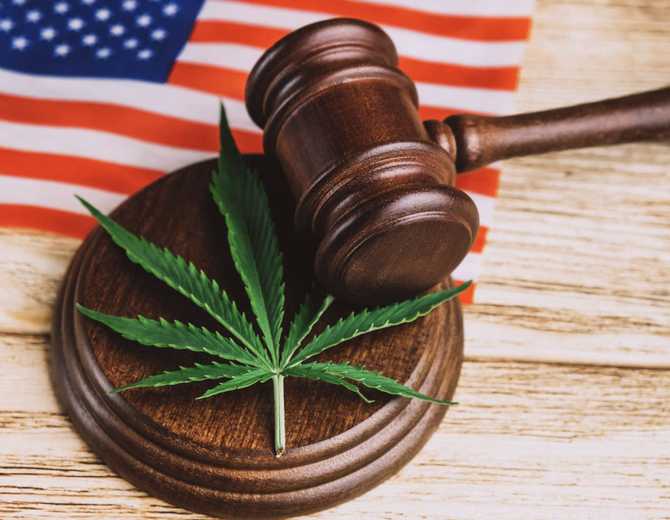 Marijuana drugs law Virginia David Cardon